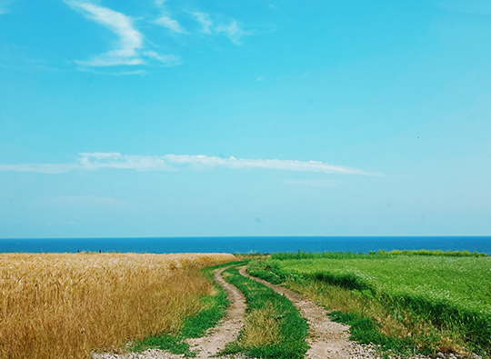 Landskap med ett vetefält till vänster och en grön gräsmatta kantad av en liten väg som leder till ett blått hav under en blå sommarhimmel.