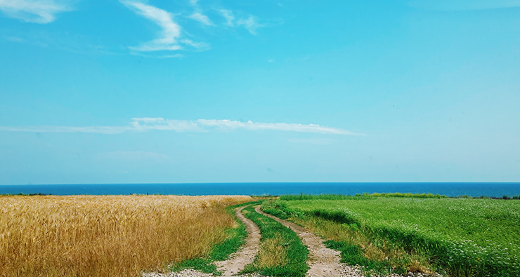 Landskap med ett vetefält till vänster och en grön gräsmatta kantad av en liten väg som leder till ett blått hav under en blå sommarhimmel.